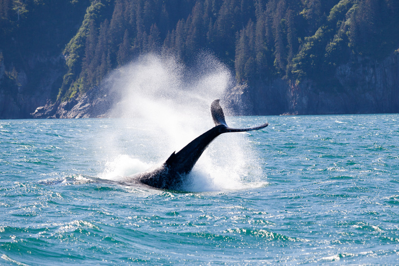 Alaska, Seward, Whale