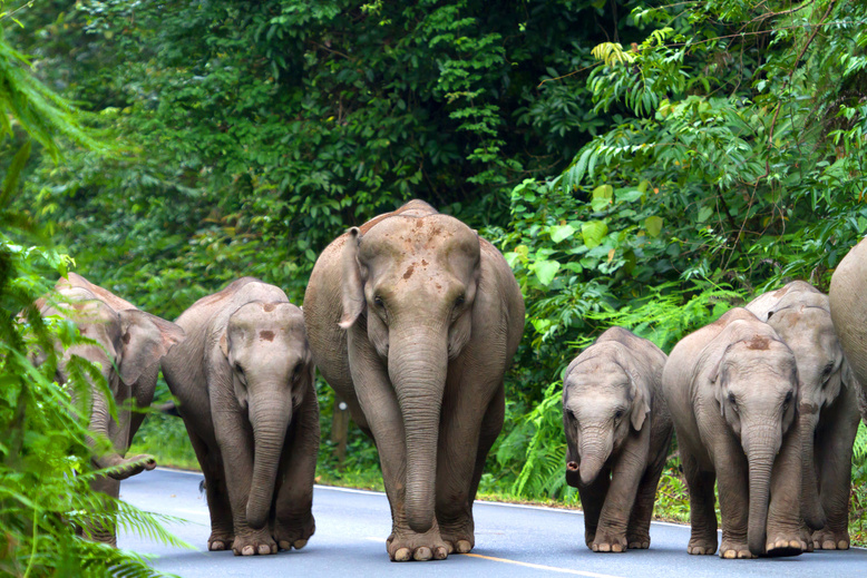 Elephant Thailand.